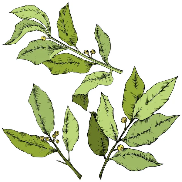 Vektor gröna laurus blad. Leaf växt botaniska trädgård blommig bladverk. Isolerade illustration element. — Stock vektor