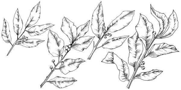 Feuille de laurus vecteur. Feuillage floral de jardin botanique de plante de feuille. Élément d'illustration isolé . — Image vectorielle