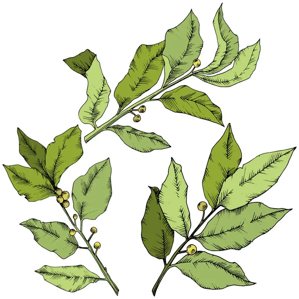 Vektor gröna laurus blad. Leaf växt botaniska trädgård blommig bladverk. Isolerade illustration element. — Stock vektor