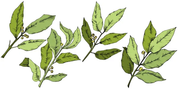 Vector groene laurus blad. Blad plant botanische tuin floral gebladerte. Geïsoleerde afbeelding element. — Stockvector