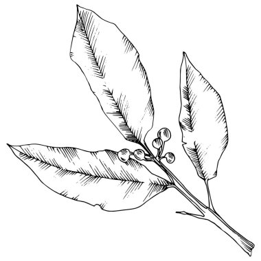 Vektör laurus yaprak. Yaprak bitki botanik bahçe çiçek yaprakları. İzole illüstrasyon öğesi.