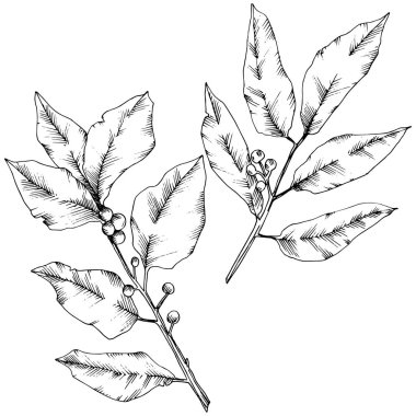 Vektör laurus yaprak. Yaprak bitki botanik bahçe çiçek yaprakları. İzole illüstrasyon öğesi.