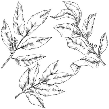 Vektör laurus yaprak. Yaprak bitki botanik bahçe çiçek yaprakları. İzole illüstrasyon öğesi.