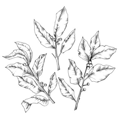 Vektör laurus yaprak. Yaprak bitki botanik bahçe çiçek yaprakları. İzole illüstrasyon öğesi.
