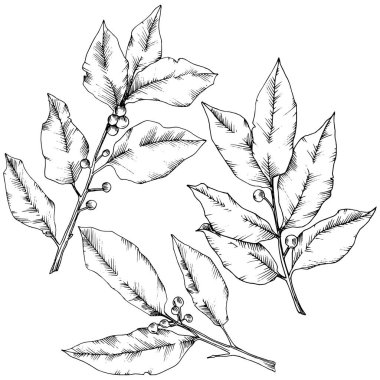Vektör laurus yaprak. Yaprak bitki botanik bahçe çiçek yaprakları. İzole illüstrasyon öğesi.