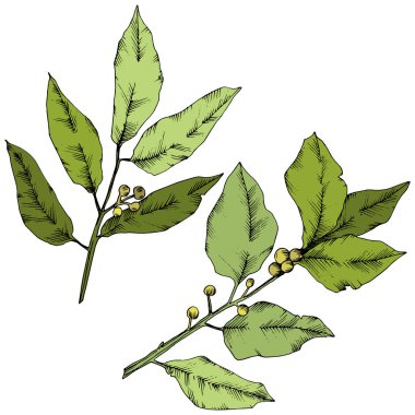 Vektör yeşil laurus yaprak. Yaprak bitki botanik bahçe çiçek yaprakları. İzole illüstrasyon öğesi.