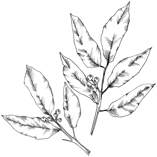 Hoja de vector laurus. Planta de hojas de jardín botánico follaje floral. Elemento ilustrativo aislado . — Vector de stock
