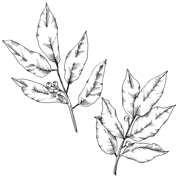 Feuille de laurus vecteur. Feuillage floral de jardin botanique de plante de feuille. Élément d'illustration isolé . — Image vectorielle