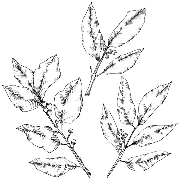Vector laurus leaf. Leaf plant botanical garden floral foliage. Isolated illustration element. — Stock Vector