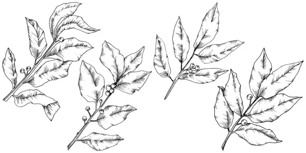 Vector list laurus. Listy rostlin Botanická zahrada květinové listy. Izolované ilustrace prvek. — Stockový vektor