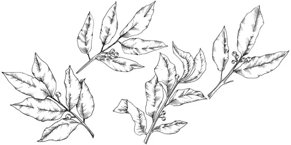 Vector list laurus. Listy rostlin Botanická zahrada květinové listy. Izolované ilustrace prvek. — Stockový vektor