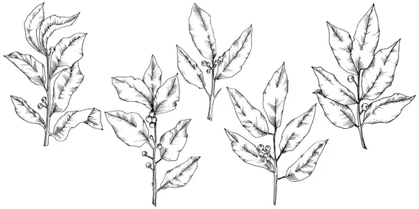 Διάνυσμα laurus φύλλο. Φύλλο φυτού Βοτανικός Κήπος floral φύλλωμα. Απομονωμένη εικονογράφηση στοιχείο. — Διανυσματικό Αρχείο