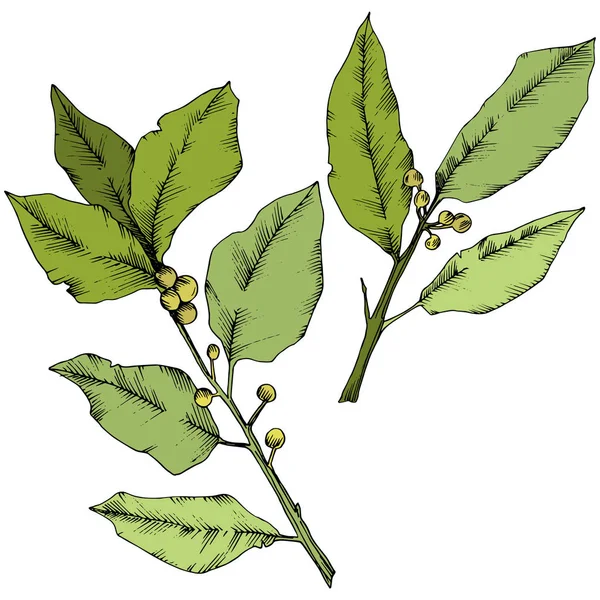 Hoja de laurus verde vectorial. Planta de hojas de jardín botánico follaje floral. Elemento ilustrativo aislado . — Archivo Imágenes Vectoriales