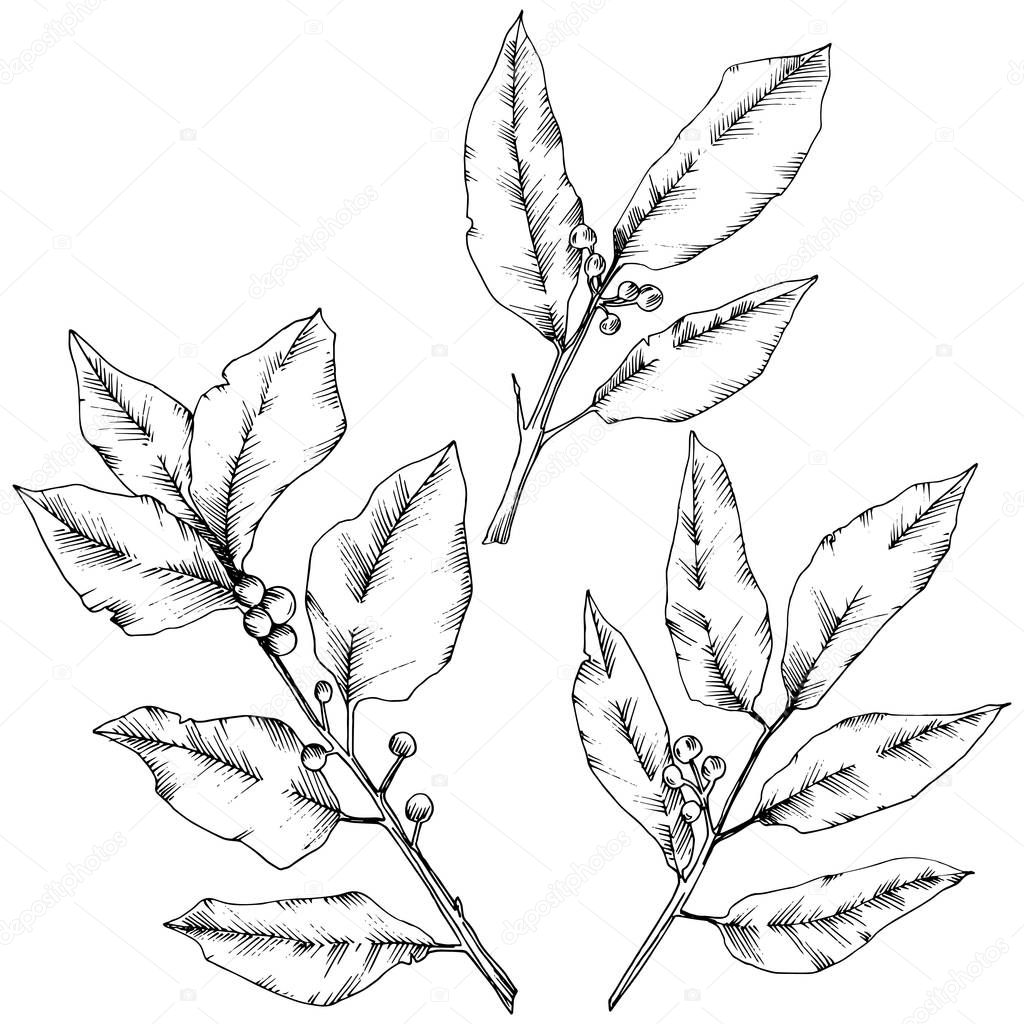 Vector laurus leaf. Leaf plant botanical garden floral foliage. Isolated illustration element.