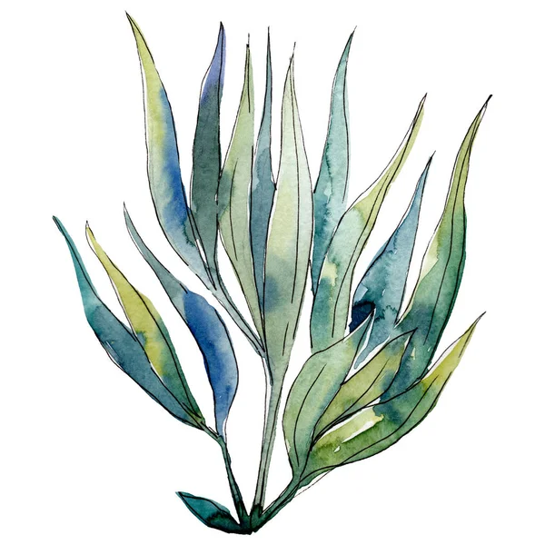 Yeşil su sualtı doğa mercan kayalığı. İzole illüstrasyon öğesi.