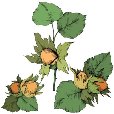 Vektör Sonbahar bitki ela somun. Yaprak bitki botanik bahçe çiçek yaprakları. İzole illüstrasyon öğesi.