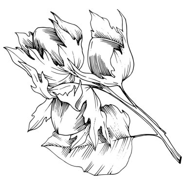 Vektör Sonbahar bitki ela somun. Yaprak bitki botanik bahçe çiçek yaprakları. İzole illüstrasyon öğesi.