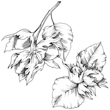 Vektör Sonbahar bitki ela somun. Yaprak bitki botanik bahçe çiçek yaprakları. İzole illüstrasyon öğesi.