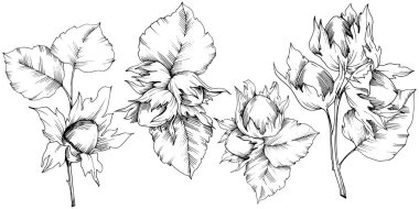 Vektör Sonbahar bitki ela somun. Yaprak bitki botanik bahçe çiçek yaprakları. İzole illüstrasyon öğesi.