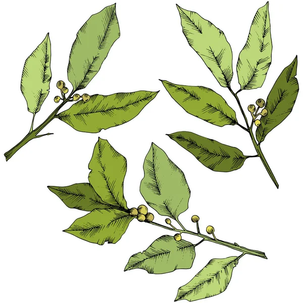 Vector groene laurus blad. Blad plant botanische tuin floral gebladerte. Geïsoleerde afbeelding element. — Stockvector