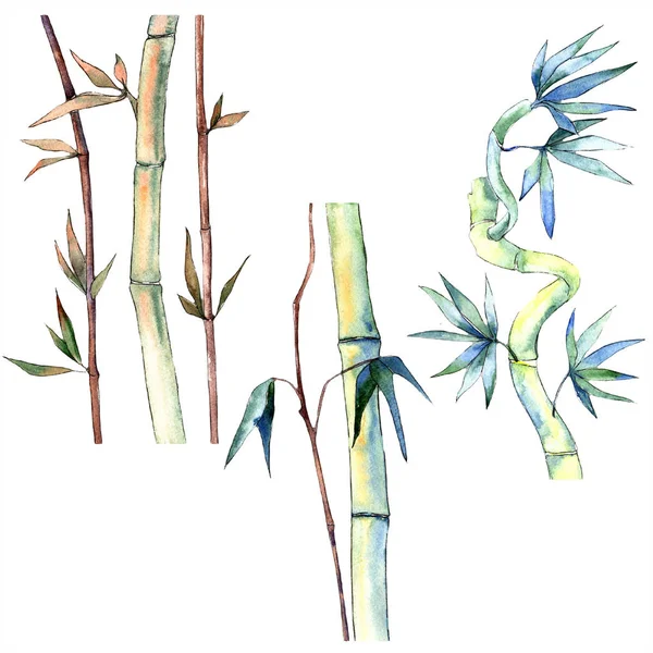 Green leaf of bamboo. Leaf plant botanical garden floral foliage. Isolated illustration element.