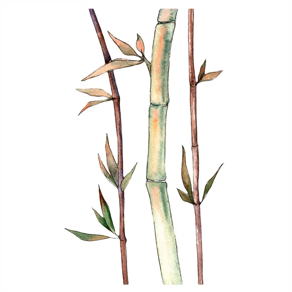 Zielony liść bambusa. Liść roślina botaniczny ogród kwiatowy liści. Element ilustracja na białym tle. — Zdjęcie stockowe