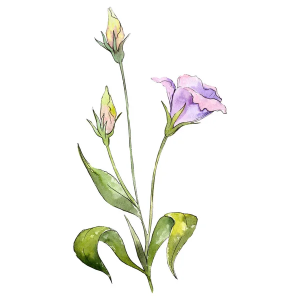 水彩の紫のトルコギキョウの花。花植物の花。孤立した図の要素. — ストック写真