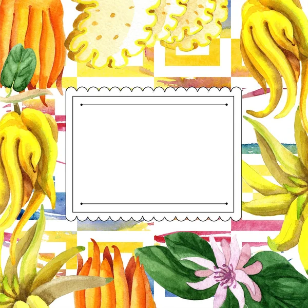 Exotic tropical plant wild fruit in a watercolor style isolated. Frame border ornament square.