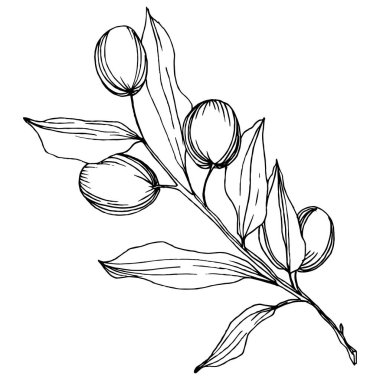 Zeytin ağacı izole bir vektör tarzı. Siyah ve beyaz mürekkep sanat kazınmış.