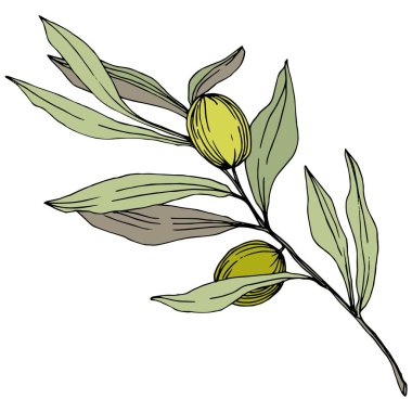 Zeytin ağacı izole bir vektör tarzı. Yeşil oyulmuş mürekkep sanat.