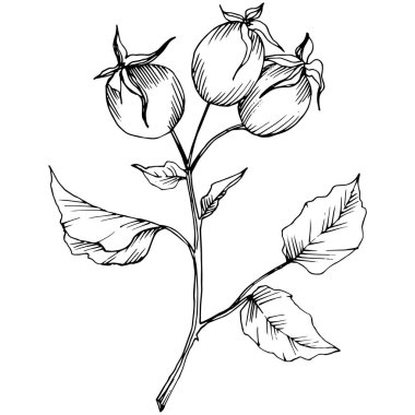 Kır çiçeği rosa canina izole bir vektör tarzı. Siyah ve beyaz mürekkep sanat kazınmış.