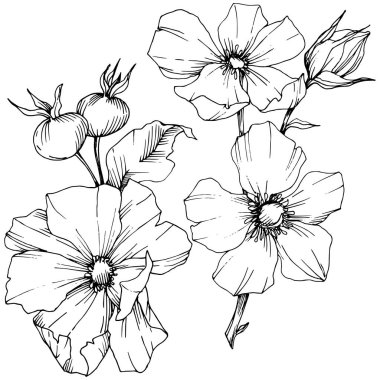 Kır çiçeği rosa canina izole bir vektör tarzı. Siyah ve beyaz mürekkep sanat kazınmış. Arka plan, doku, sarıcı desen, çerçeve veya kenarlık için vektör çiçek.