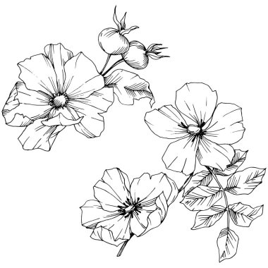 Kır çiçeği rosa canina izole bir vektör tarzı. Siyah ve beyaz mürekkep sanat kazınmış.