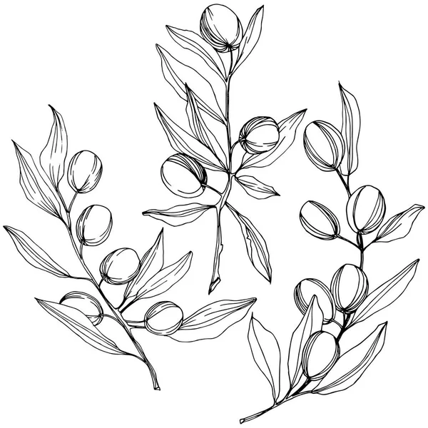 Olivenbaum im Vektorstil isoliert. Schwarz-weiß gravierte Tuschekunst. — Stockvektor