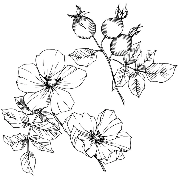 Flor silvestre rosa canina en un estilo vectorial aislado. Arte de tinta grabada en blanco y negro . — Vector de stock