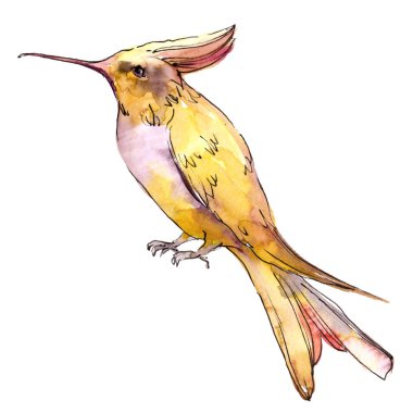 Tropik kuş colibri suluboya Style izole bir yaban hayatı içinde.