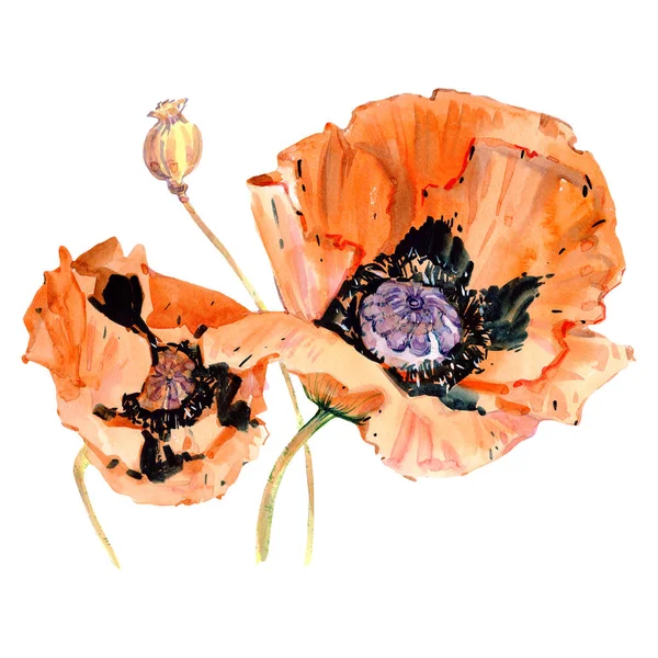 Flor de papoula laranja aquarela. Floral flor botânica. Elemento ilustrativo isolado . — Fotografia de Stock
