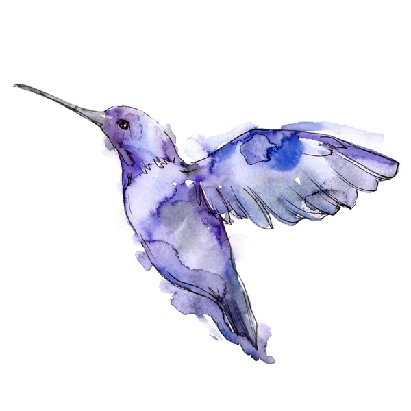 Tropical bird colibri in a wildlife by watercolor style isolated. — Stock Photo, Image