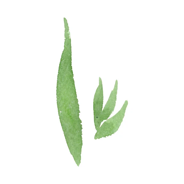 Акварельный зеленый букет листьев цветов. Цветочный ботанический цветок. Изолированный элемент иллюстрации . — стоковое фото