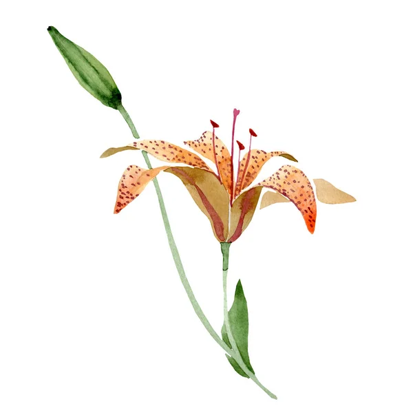 Aquarelle fleur de lys orange. Fleur botanique florale. Élément d'illustration isolé . — Photo