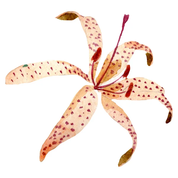 Watercolor orange lily flower. Floral botanical flower. Isolated illustration element.