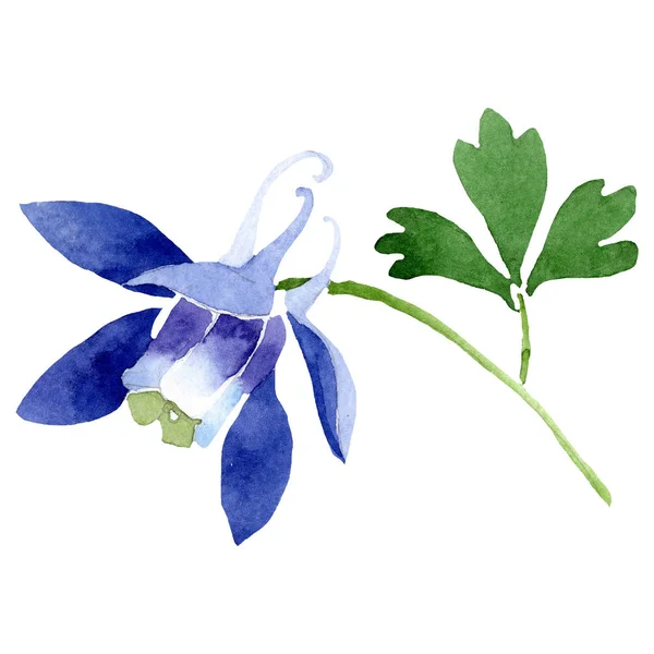 Acuarela azul flor aquilegia. Flor botánica floral. Elemento ilustrativo aislado . — Foto de Stock