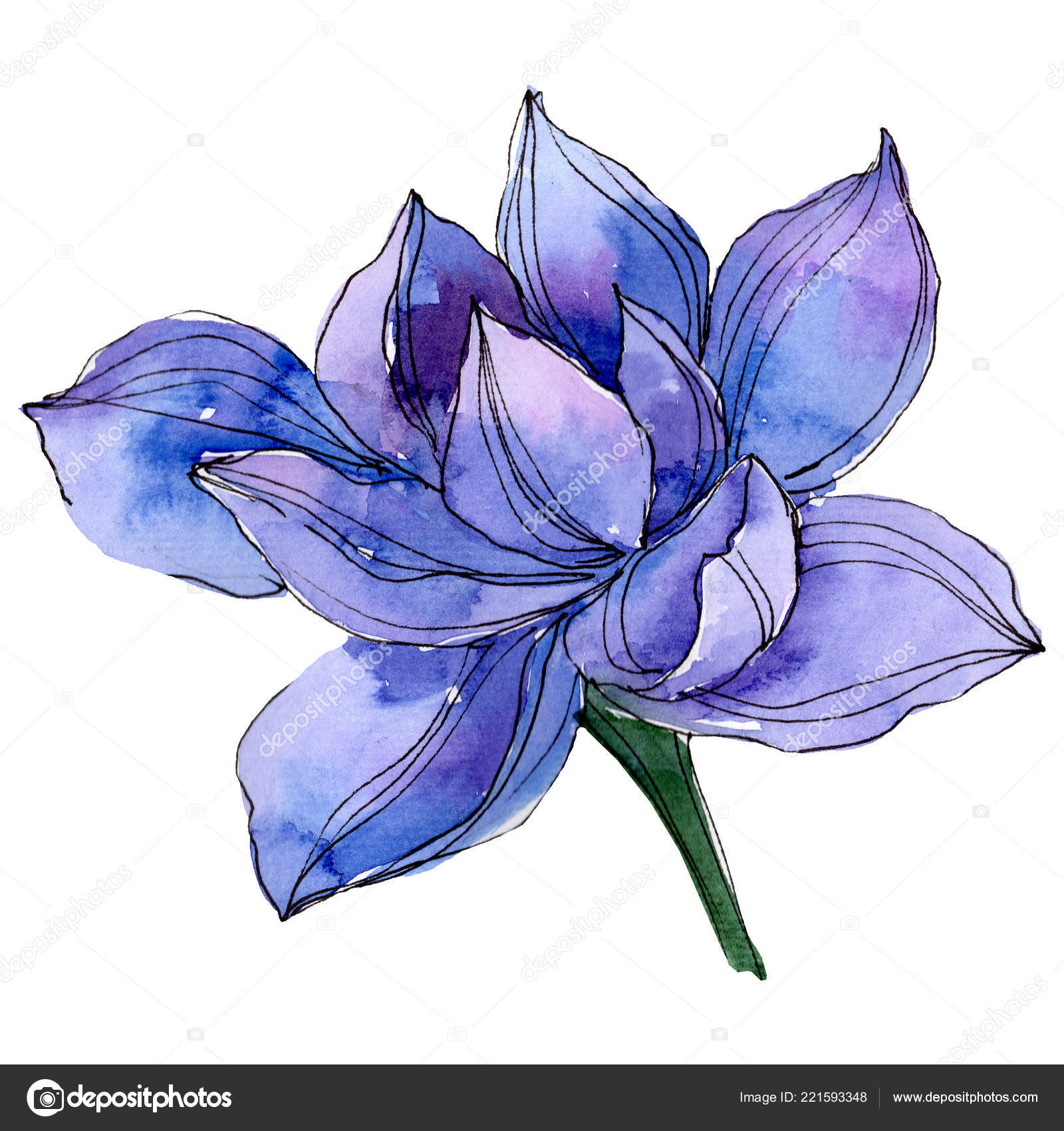 Watercolor blue lotus flower. Floral botanical flower. Isolated  illustration element. Stock Photo by ©MyStocks 221593348