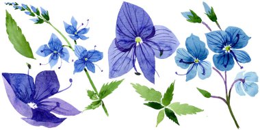 Suluboya mavi Veronica çiçek. Botanik çiçek. İzole illüstrasyon öğesi.