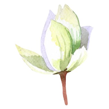 Sulu boya beyaz lotus çiçeği. Botanik çiçek. İzole illüstrasyon öğesi.