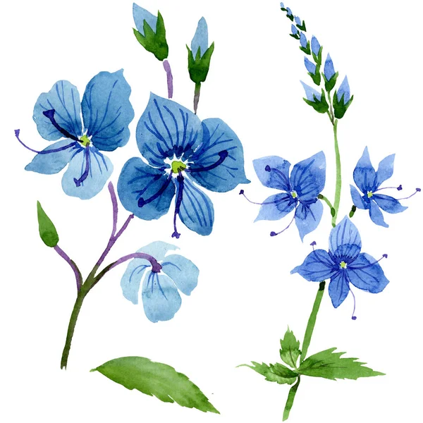 Akvarell kék Veronica virág. Virágos botanikai virág. Elszigetelt ábra elem. — Stock Fotó
