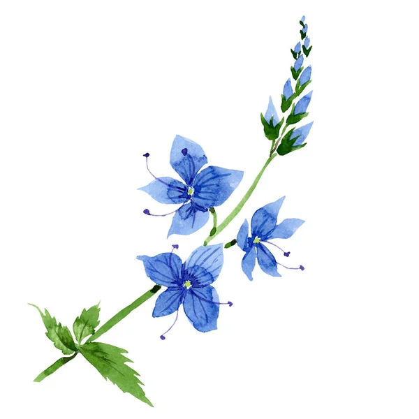 Acuarela flor Verónica azul. Flor botánica floral. Elemento ilustrativo aislado . —  Fotos de Stock