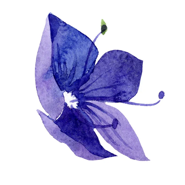 水彩蓝色维罗妮卡花。花卉植物花卉。孤立插图元素. — 图库照片