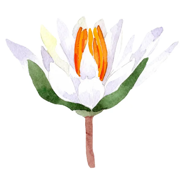 Sulu boya beyaz lotus çiçeği. Botanik çiçek. İzole illüstrasyon öğesi. — Stok fotoğraf