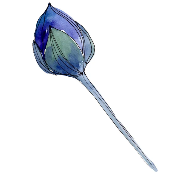 Akwarela niebieskiego lotosu kwiat. Botaniczny kwiat kwiatowy. Element ilustracja na białym tle. — Zdjęcie stockowe